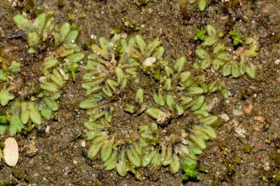<i>Riccia sorocarpa</i>