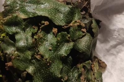 <i>Conocephalum conicum</i>
