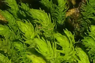 <i>Anomodon viticulosus</i>