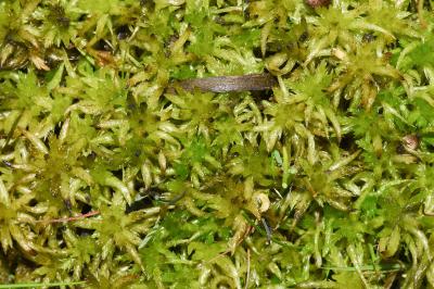 <i>Sphagnum compactum</i>