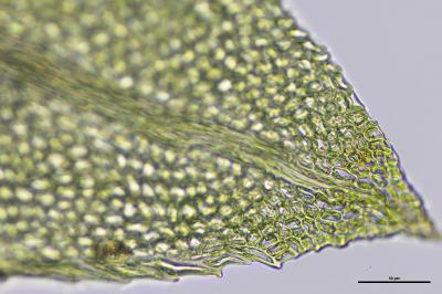 <i>Fissidens gracilifolius</i>
