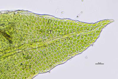 <i>Fissidens gracilifolius</i>
