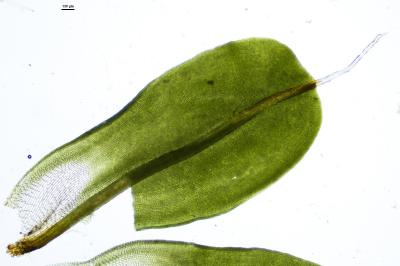 <i>Syntrichia montana</i>