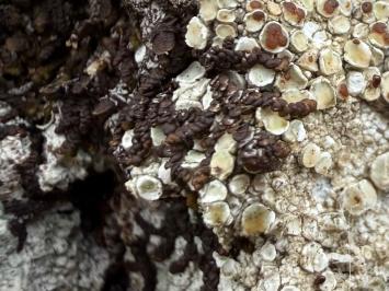 <i>Frullania dilatata</i>