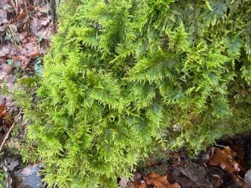 <i>Thuidium tamariscinum</i>