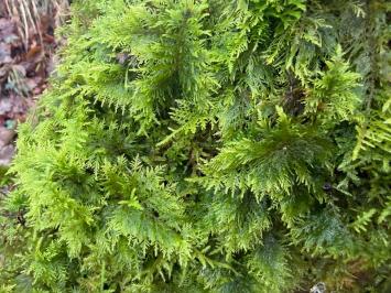 <i>Thuidium tamariscinum</i>