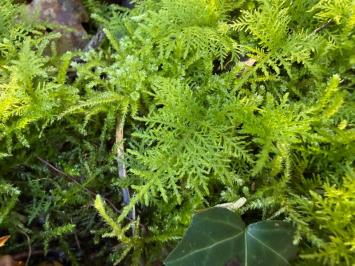 <i>Thuidium tamariscinum</i>