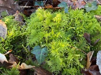 <i>Thuidium tamariscinum</i>