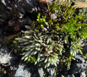 <i>Bryum argenteum</i>