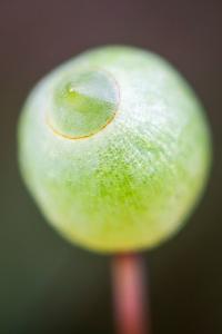 <i>Bartramia pomiformis</i>