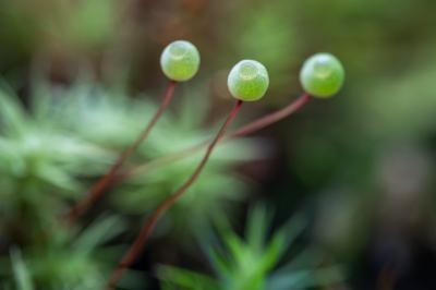 <i>Bartramia pomiformis</i>