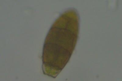 <i>Zygodon viridissimus</i>