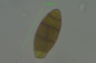 <i>Zygodon viridissimus</i>