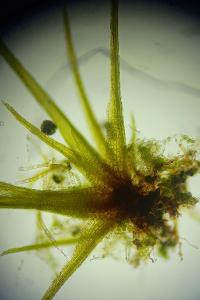 <i>Campylopus pyriformis</i>