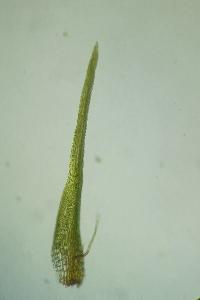 <i>Campylopus pyriformis</i>