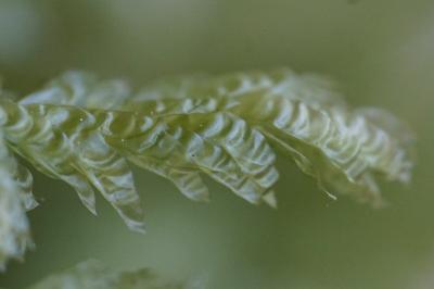 <i>Exsertotheca crispa</i>