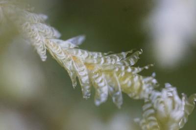 <i>Exsertotheca crispa</i>