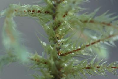 <i>Hylocomiadelphus triquetrus</i>
