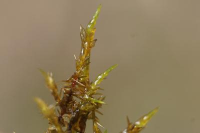 <i>Calliergonella cuspidata</i>