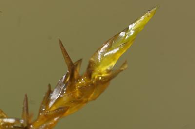 <i>Calliergonella cuspidata</i>