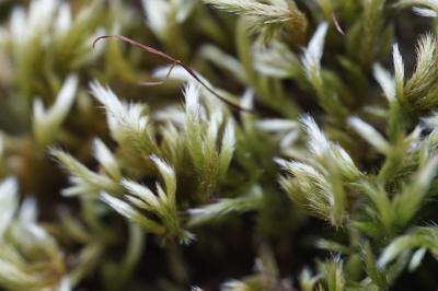 <i>Homalothecium sericeum</i>
