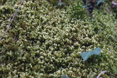 <i>Homalothecium sericeum</i>