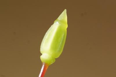 <i>Polytrichum juniperinum</i>