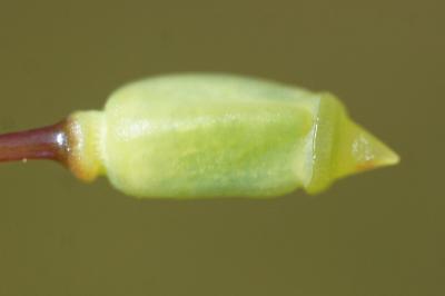 <i>Polytrichum juniperinum</i>