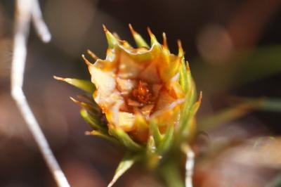 <i>Polytrichum juniperinum</i>
