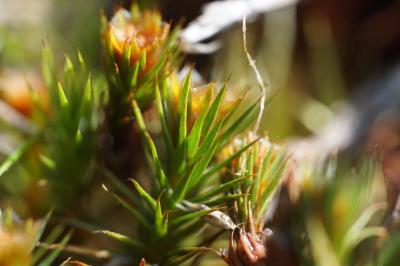 <i>Polytrichum juniperinum</i>