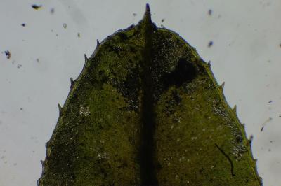 <i>Plagiomnium undulatum</i>