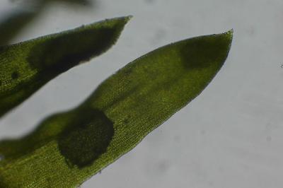 <i>Didymodon insulanus</i>