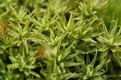 <i>Didymodon insulanus</i>