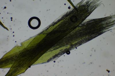 <i>Campylopus introflexus</i>