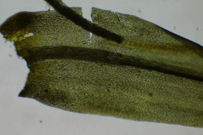 <i>Dicranum scoparium</i>