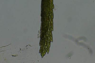 <i>Dicranum scoparium</i>