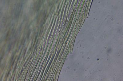 <i>Brachythecium rutabulum</i>