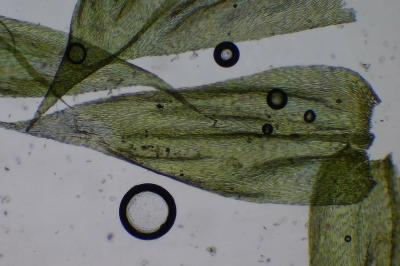 <i>Brachythecium rutabulum</i>