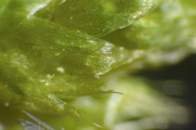 <i>Brachythecium rutabulum</i>