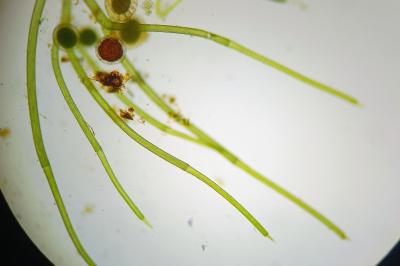 <i>Nitella gracilis</i>