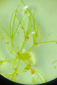 <i>Nitella gracilis</i>