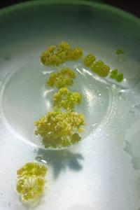 <i>Nitella hyalina</i>