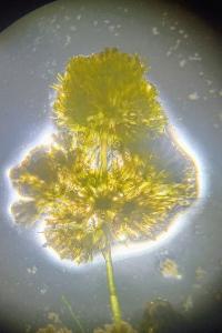 <i>Nitella hyalina</i>