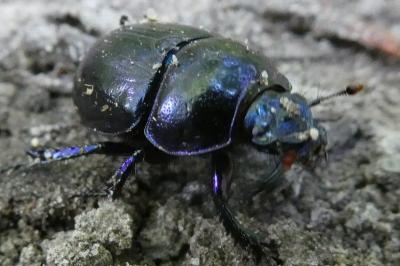 <i>Anoplotrupes stercorosus</i>
