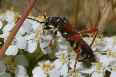 <i>Stenopterus rufus</i>