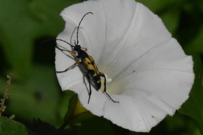 <i>Rutpela maculata</i>