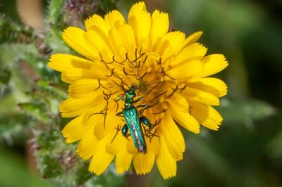 <i>Oedemera nobilis</i>