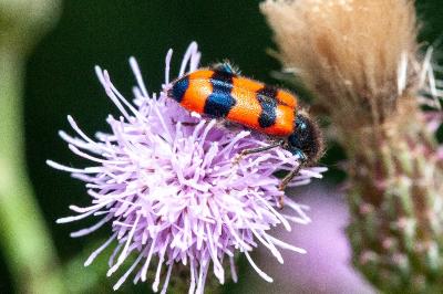 <i>Trichodes apiarius</i>