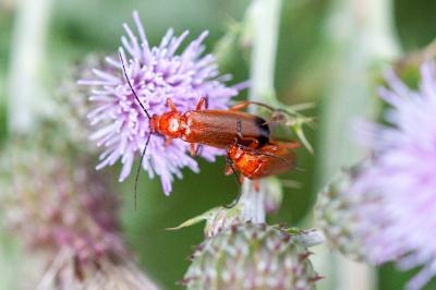 <i>Rhagonycha fulva</i>