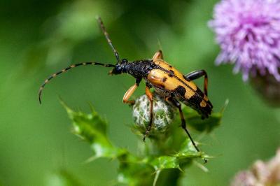<i>Rutpela maculata</i>